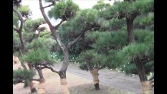 実録!!ほんとにあった恐怖の投稿映像 〜異界からのシグナル〜
